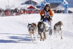 Lenk 2013